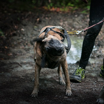 Dogtrekking in the mountains (1 hour)