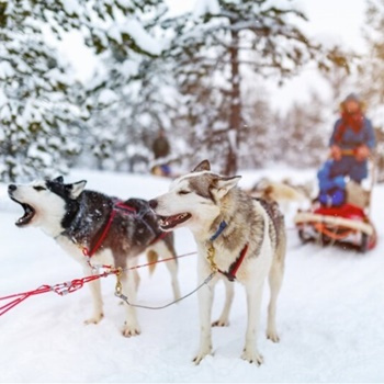 Winter dog sled ride (1 kilometer)