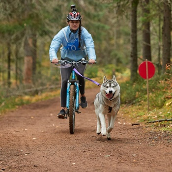 Bikejoring (500 metrów)